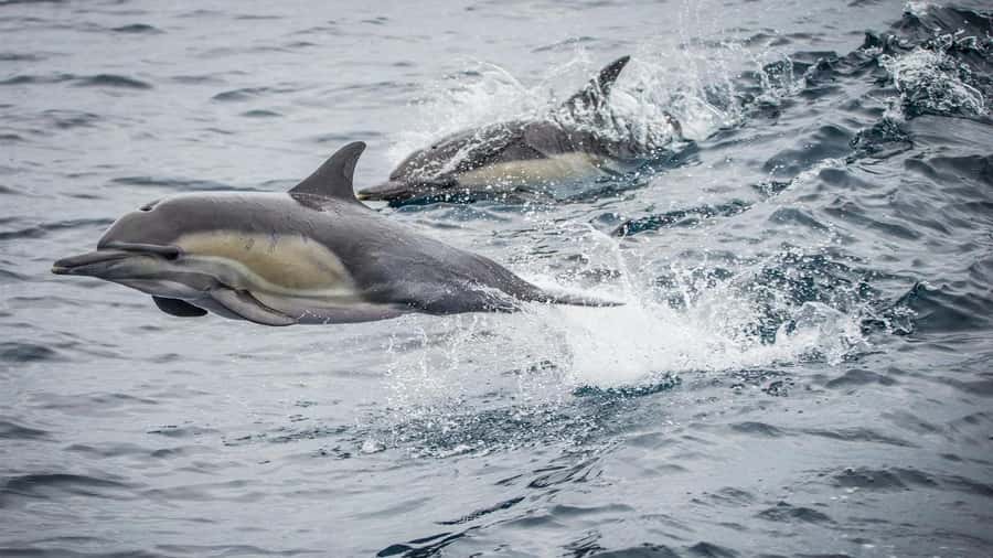 Long Beach: Whale and Dolphin Watching Cruise - The wildlife you might see