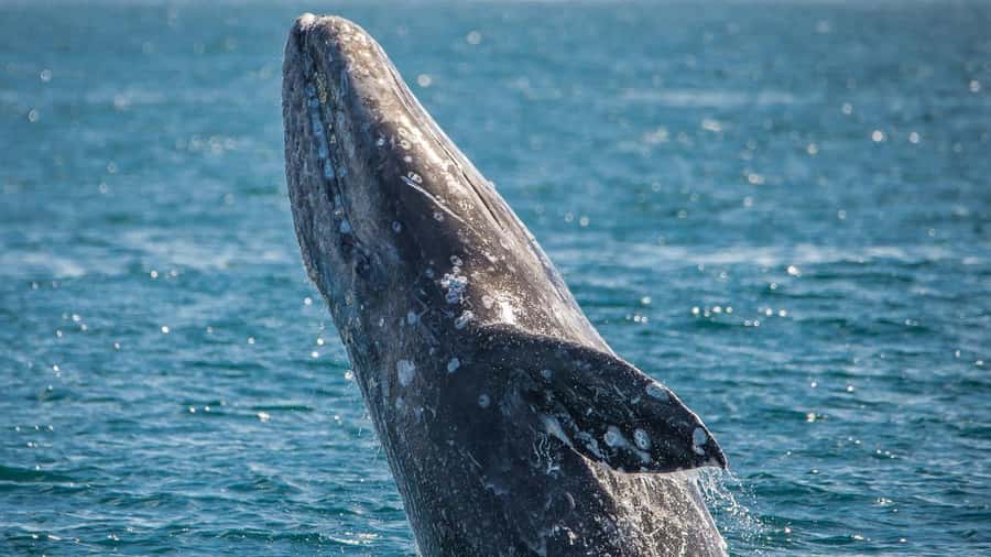 Long Beach: Whale and Dolphin Watching Cruise - The educators add more than a running commentary