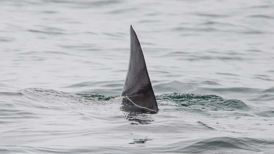 Long Beach: Whale and Dolphin Watching Cruise - Weather, clothing, and comfort tips