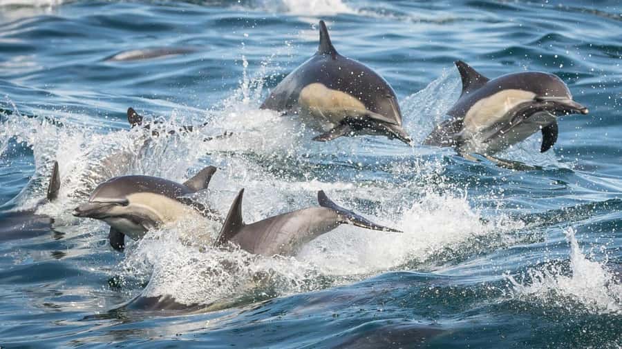 Long Beach: Whale and Dolphin Watching Cruise - Who will enjoy this cruise most?