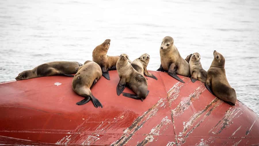Long Beach: Whale and Dolphin Watching Cruise - What makes the Harbor Breeze catamarans useful