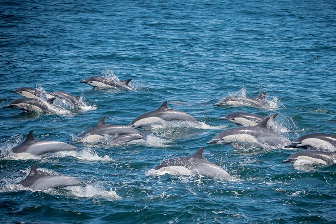 Los Angeles Whale and Dolphin Watching Cruise from West Harbor - Key things to know before you go
