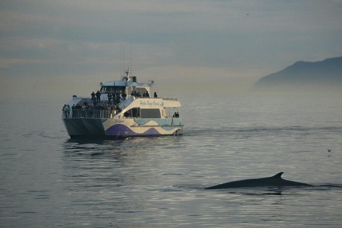 Los Angeles Whale and Dolphin Watching Cruise from West Harbor - Searching for whales and dolphins