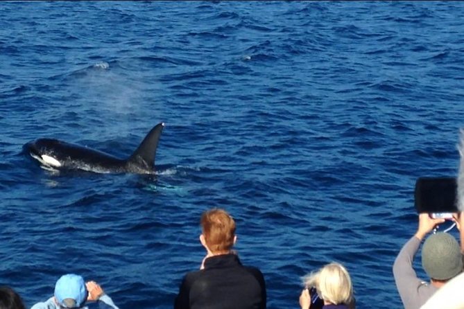 Los Angeles Whale and Dolphin Watching Cruise from West Harbor - A responsible approach to wildlife