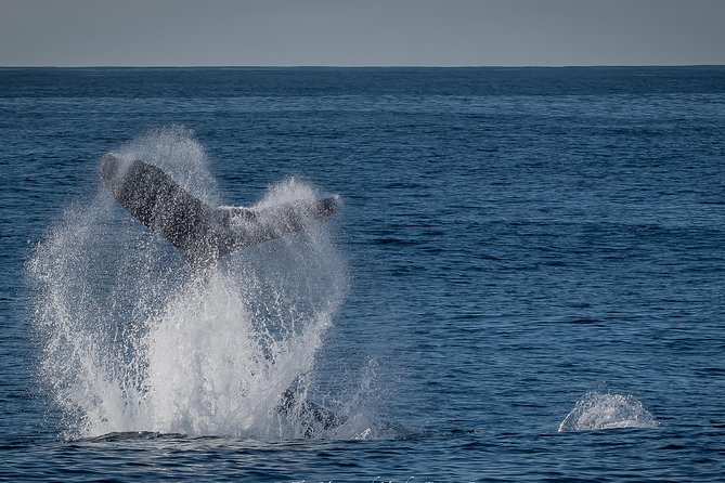 Los Angeles Whale and Dolphin Watching Cruise from West Harbor - Is $45 a good value?