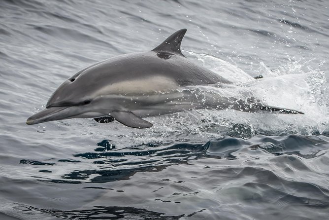 Los Angeles Whale and Dolphin Watching Cruise from West Harbor - Who will enjoy this cruise most?