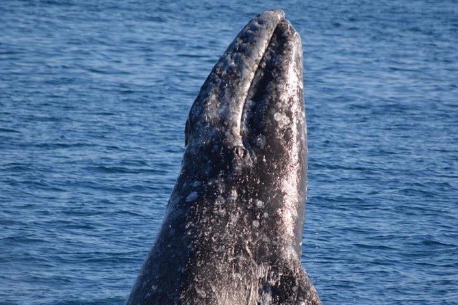 Los Angeles Whale and Dolphin Watching Cruise from West Harbor - What you see from the water
