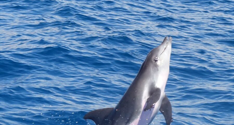 Los Cristianos Respectful No-Chase Whale and Dolphin Safari - Key points to know before booking