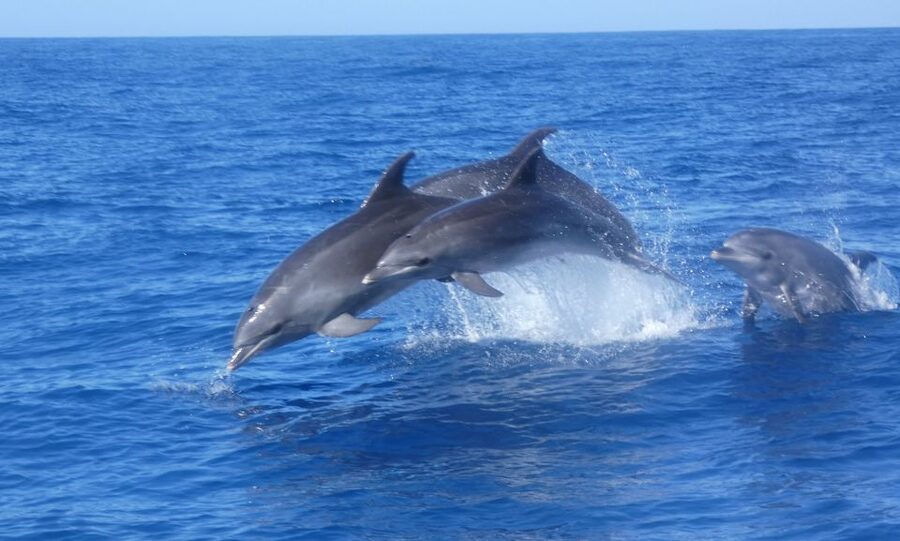 Los Cristianos Respectful No-Chase Whale and Dolphin Safari - What you are most likely to see