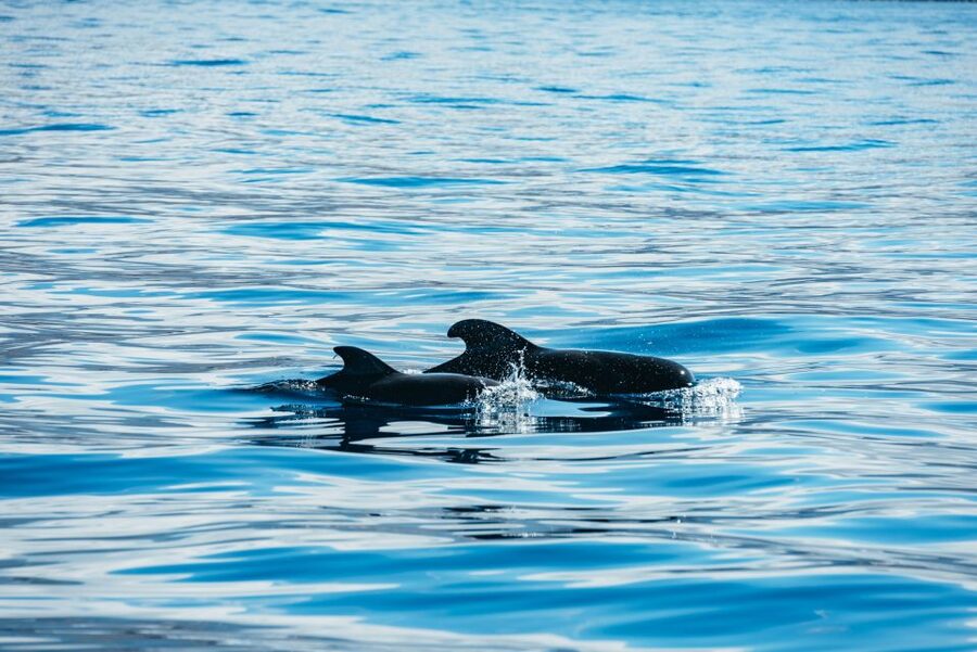 Los Cristianos Respectful No-Chase Whale and Dolphin Safari - How respectful is the experience?