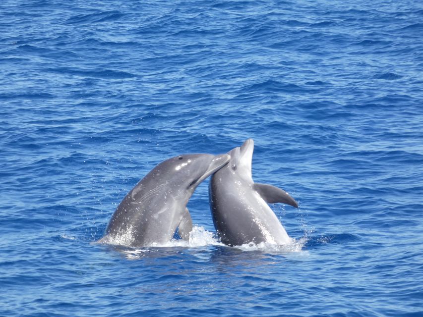 Los Cristianos Respectful No-Chase Whale and Dolphin Safari - Is $29 good value?