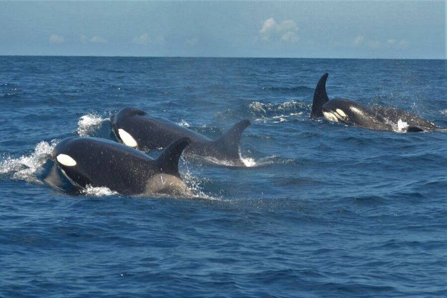 Los Cristianos Respectful No-Chase Whale and Dolphin Safari - Practical details for families and access needs