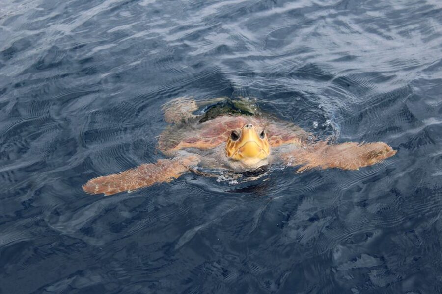 Los Cristianos Respectful No-Chase Whale and Dolphin Safari - Who should book the Bahriyeli?