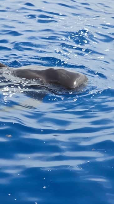 Los Cristianos: Viking Cruise Whales & Dolphins Watching - Watching pilot whales and dolphins near Tenerife