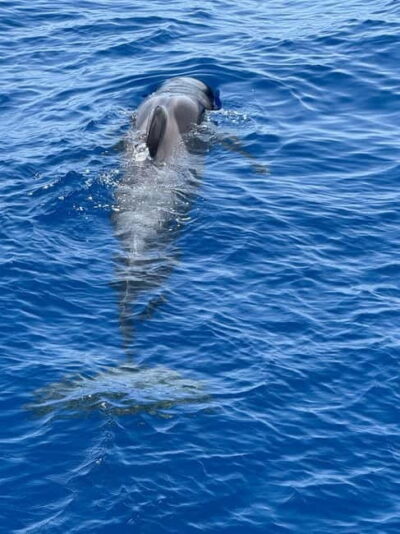 Los Cristianos: Viking Cruise Whales & Dolphins Watching