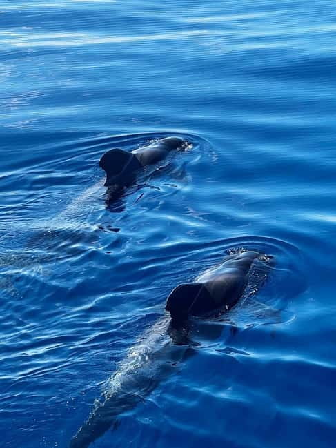 Los Cristianos: Viking Cruise Whales & Dolphins Watching - Is $47 good value for two hours?
