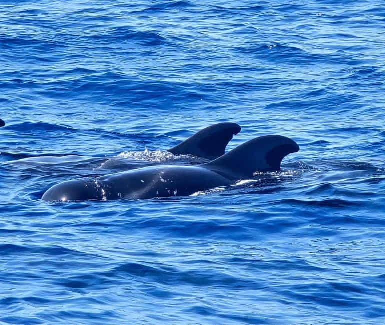 Los Cristianos: Viking Cruise Whales & Dolphins Watching - Who should book this cruise?