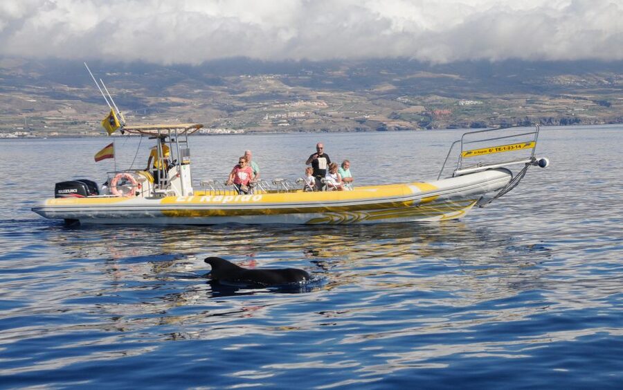 Los Gigantes: Dolphin and Whale Watching Cruise by Speedboat - Setting out from Los Gigantes port