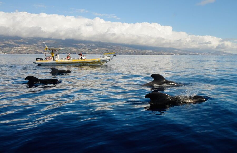 Los Gigantes: Dolphin and Whale Watching Cruise by Speedboat - Searching for whales and dolphins in the Teno-Rasca sanctuary