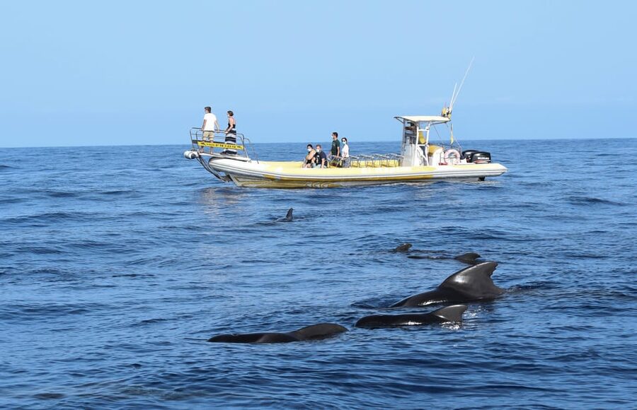 Los Gigantes: Dolphin and Whale Watching Cruise by Speedboat - Cruising below the Los Gigantes cliffs