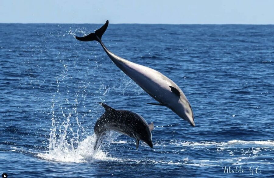 Los Gigantes: Dolphin and Whale Watching Cruise by Speedboat - Who will enjoy this trip most