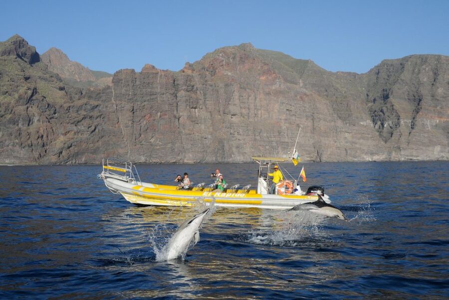 Los Gigantes: Dolphin and Whale Watching Cruise by Speedboat - The practical verdict on Flipper Uno