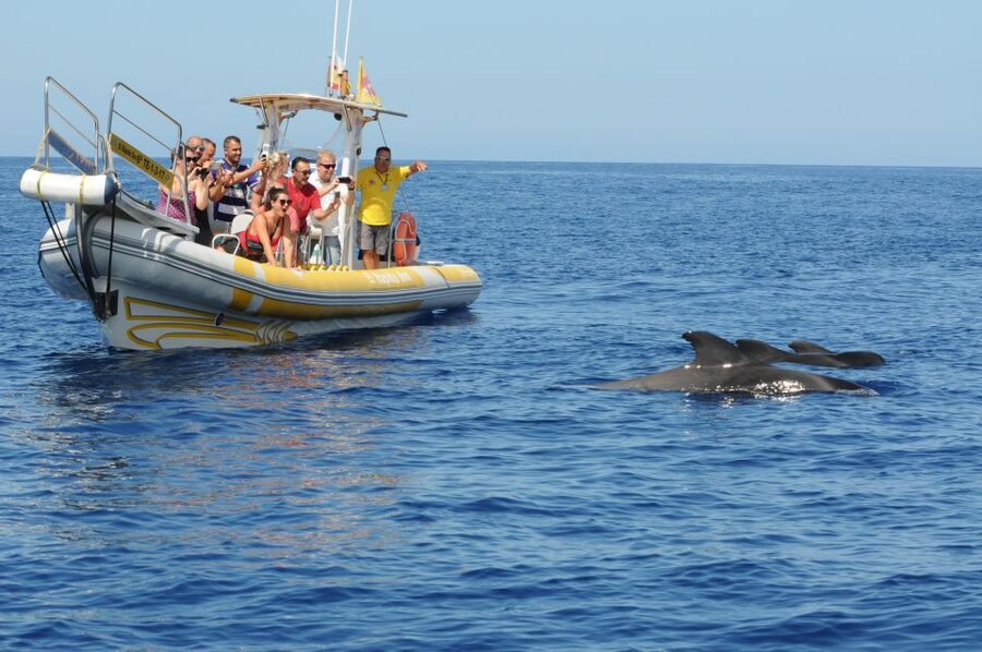 Los Gigantes: Dolphin and Whale Watching Cruise by Speedboat - Should you book this Los Gigantes speedboat trip?