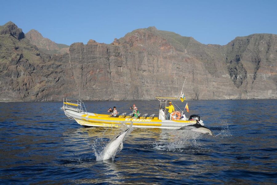 Los Gigantes: Dolphin and Whale Watching Cruise by Speedboat - What the guide adds to the two-hour ride