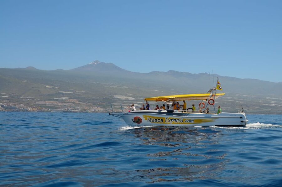 Los Gigantes: Dolphin & Whale Watching Cruise with Swim Stop - Key points to know before booking