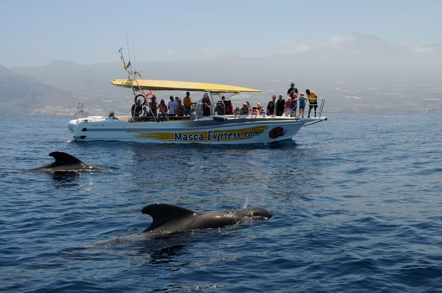 Los Gigantes: Dolphin & Whale Watching Cruise with Swim Stop - Meeting the sea life respectfully