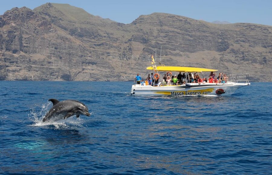 A dolphin surfacing beside a watching boat under the cliffs at Los Gigantes