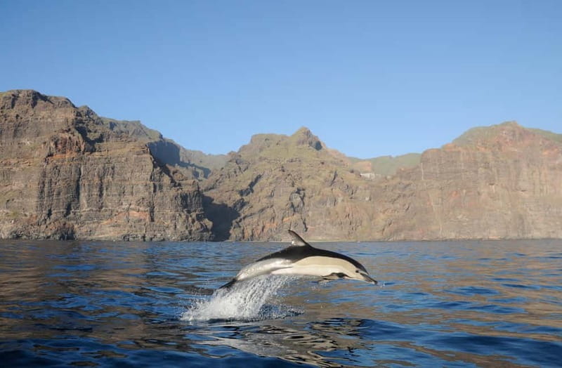 Los Gigantes: Dolphin & Whale Watching Tour on a Pirate Boat - Setting Sail From Los Gigantes on Flipper Uno
