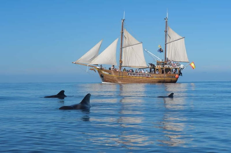 Los Gigantes: Dolphin & Whale Watching Tour on a Pirate Boat - Searching for Pilot Whales and Dolphins