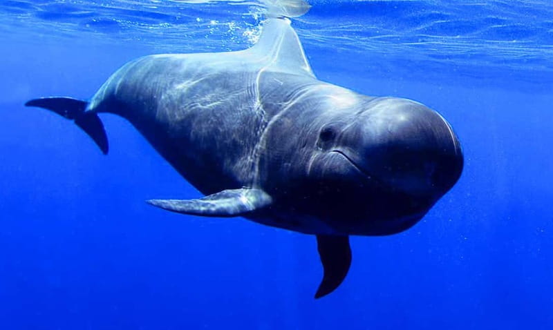 Los Gigantes: Dolphin & Whale Watching Tour on a Pirate Boat - Under the Cliffs of Los Gigantes and Masca
