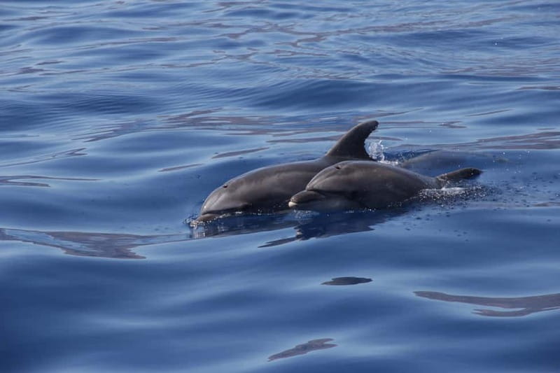 Los Gigantes: Whale or Dolphin Watching Tour and Swim in Masca - Masca Bay and the 15-minute swim
