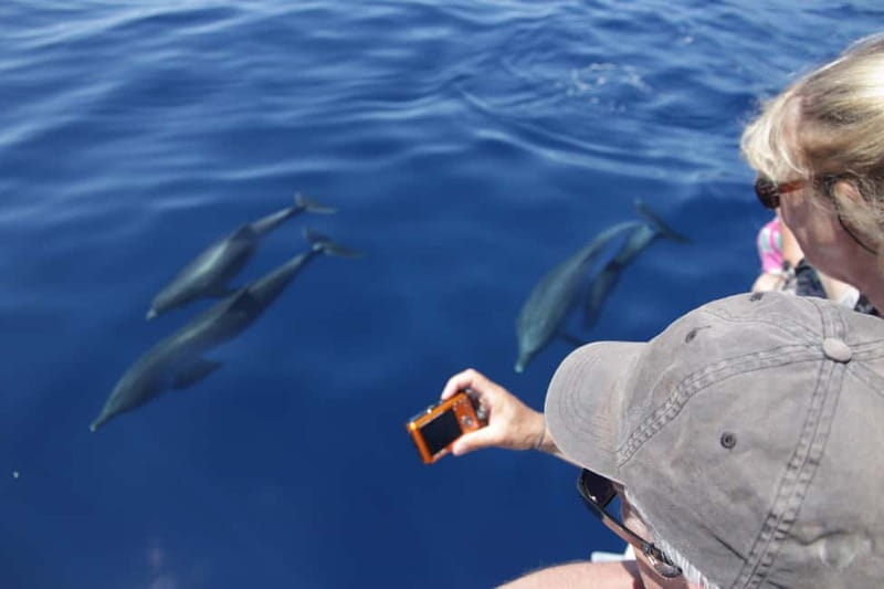 Los Gigantes: Whale or Dolphin Watching Tour and Swim in Masca - Leaving from C. Pob. Marinero, 1