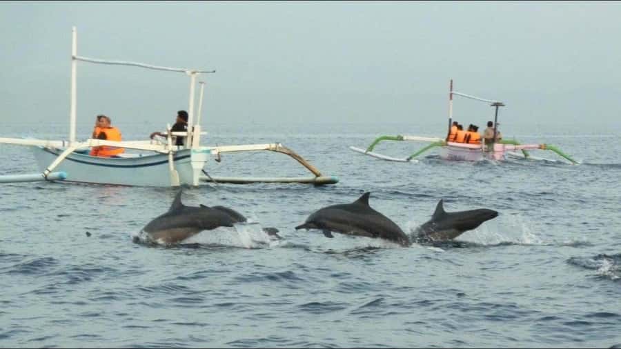 lovina bali: Dolphin watching, waterfall and local lunch - Sunrise dolphins at Lovina Beach