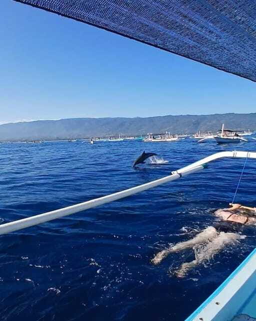 Lovina/BALI : SPECIAL Dolphin Watching,Swimming,Snorkeling - Choosing Private, Small-Group, or Transfer Options