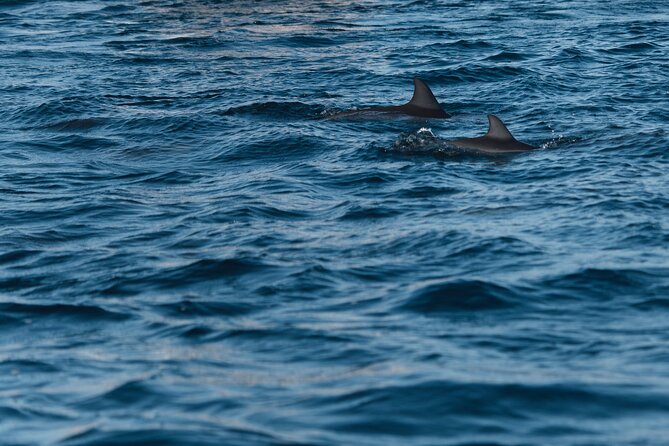 Lovina Dolphin Watching, Snorkeling and Waterfall Tour in Bali - The early focus at Lovina Beach