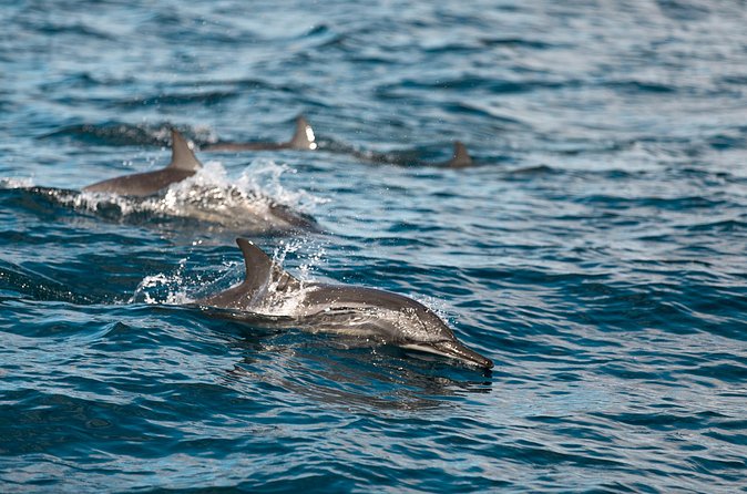 Lovina Dolphin Watching, Snorkeling and Waterfall Tour in Bali - Private travel, timing, and comfort