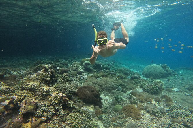 Lovina Dolphin Watching, Swimming, and Snorkeling Experience - Dolphin watching and the crowded-water problem