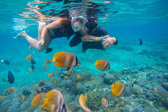 Lovina Dolphin Watching, Swimming, and Snorkeling Experience - Snorkeling over coral and fish