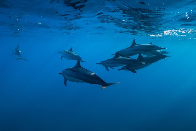 Lovina Dolphin Watching, Swimming, and Snorkeling Experience - A long but scenic ride from Ubud