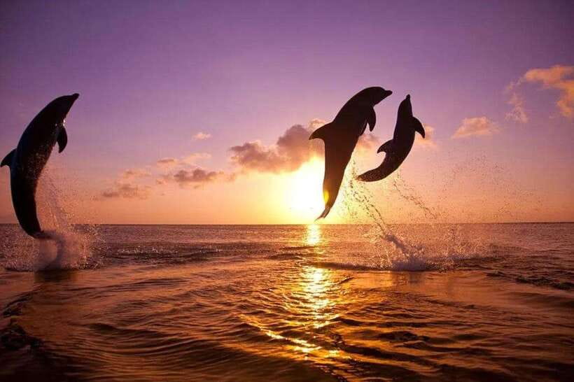 Lovina: Watching Dolphin, Swimming Dolphin Bali Tour - Key points to know before you book