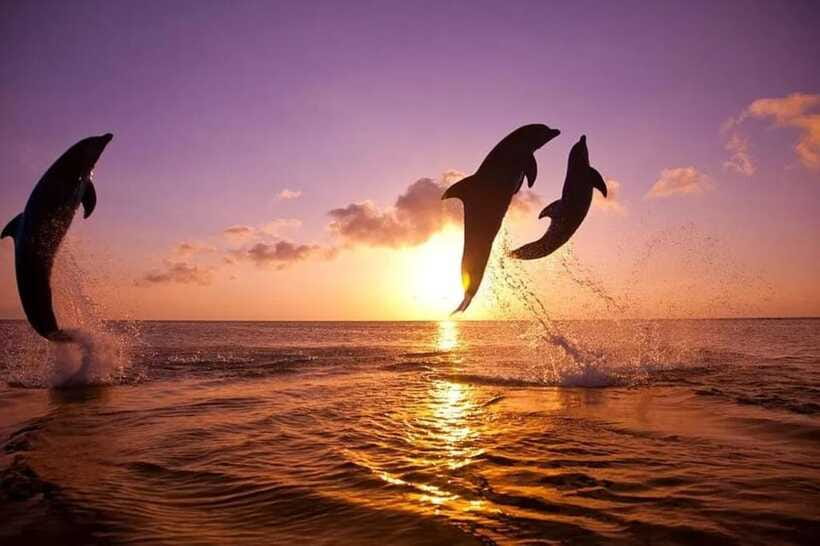 Lovina: Watching Dolphin, Swimming Dolphin Bali Tour - What the English-speaking guide adds