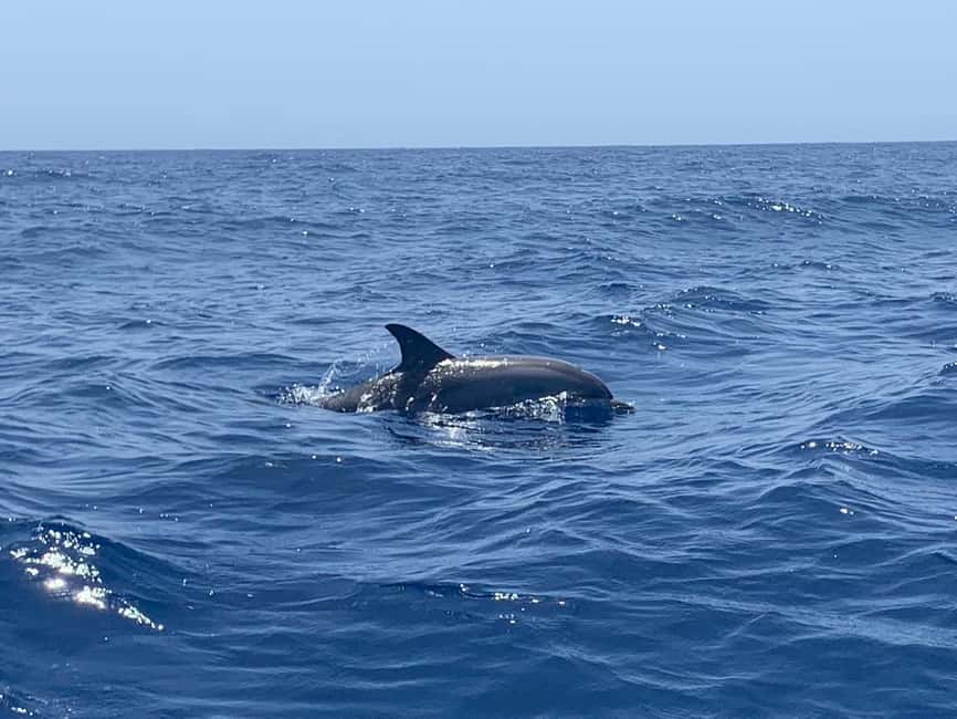 Luxury EcoMarine Safari – Whale & Dolphin Watching Adventure - Key points at a glance
