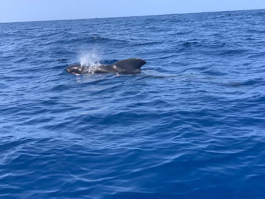 Luxury EcoMarine Safari – Whale & Dolphin Watching Adventure - Why this small Tenerife safari feels different