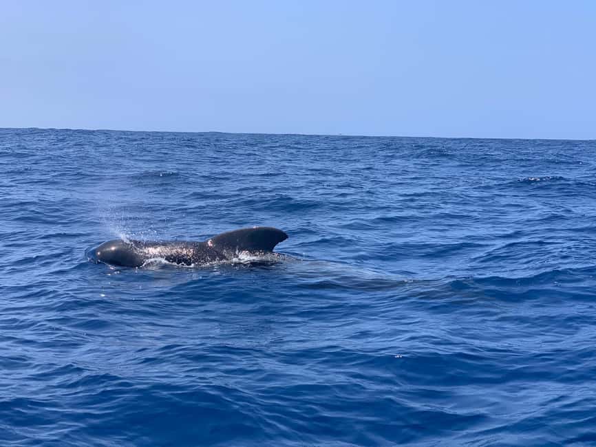 Luxury EcoMarine Safari – Whale & Dolphin Watching Adventure - Sailing past Punta Rasca Lighthouse