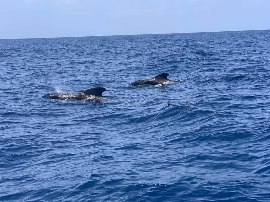 Luxury EcoMarine Safari – Whale & Dolphin Watching Adventure - Returning to Las Galletas by zodiac