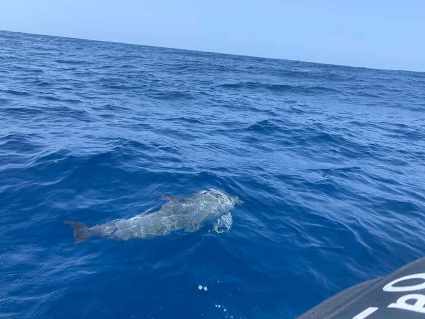 Luxury EcoMarine Safari – Whale & Dolphin Watching Adventure - Starting at Marina del Sur in Las Galletas